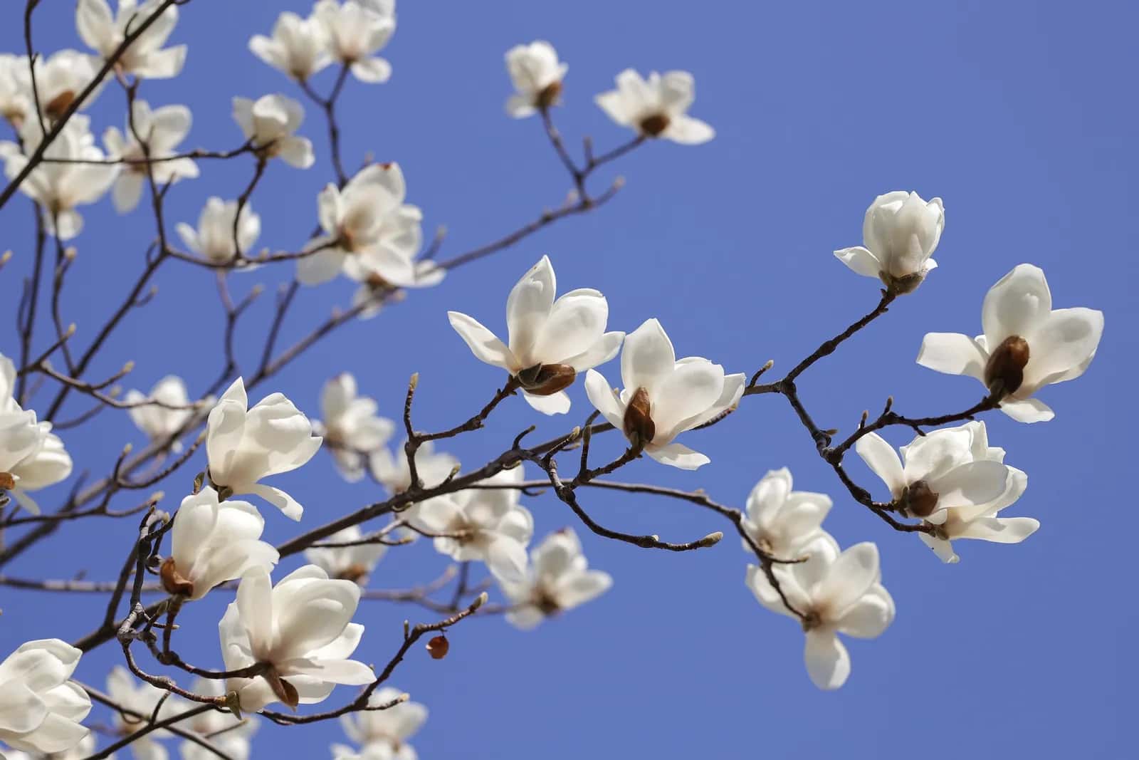 Foto bij ‘Alles is anders, maar de lente wist van niets’