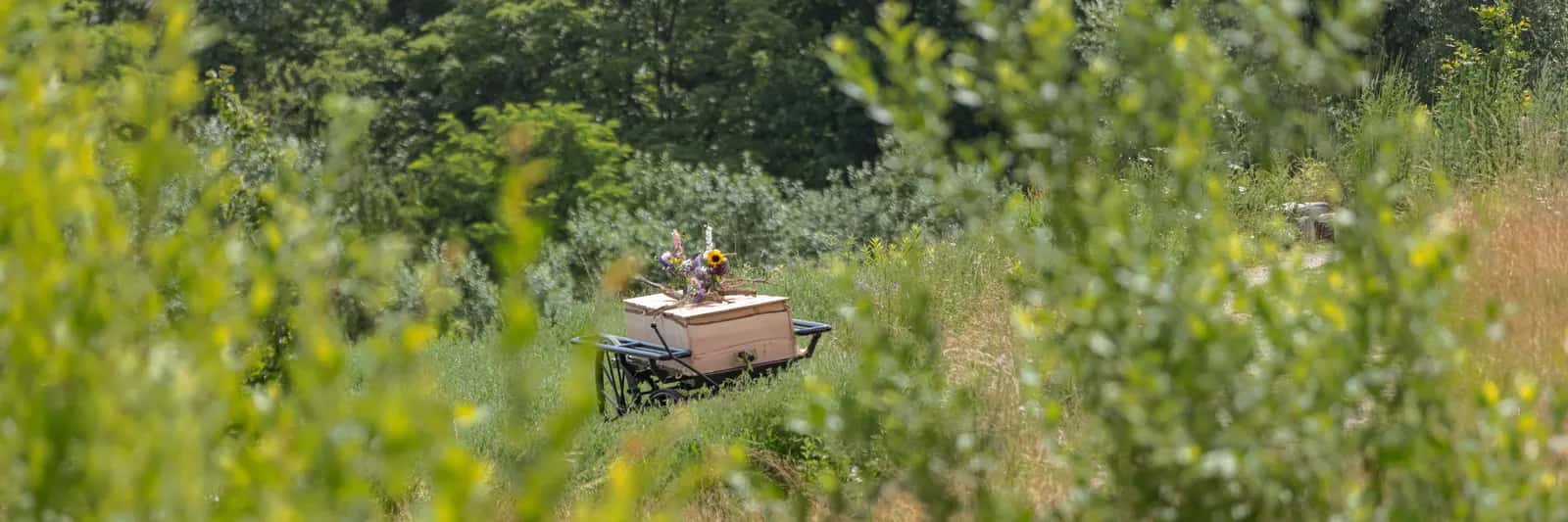 Foto bij ‘Natuurbegraven, iets voor mij?’