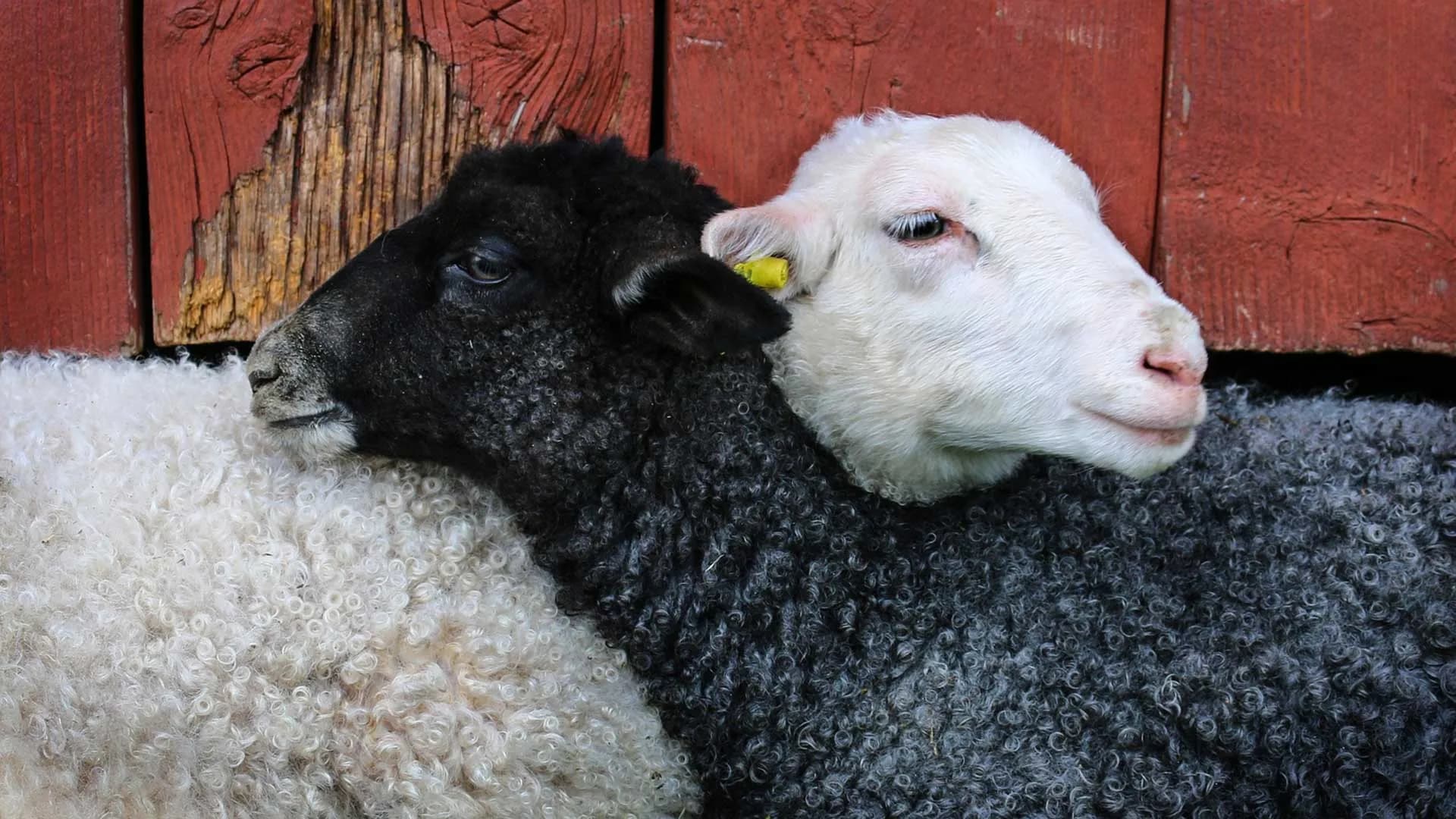 Schapen in een weiland bij zacht licht