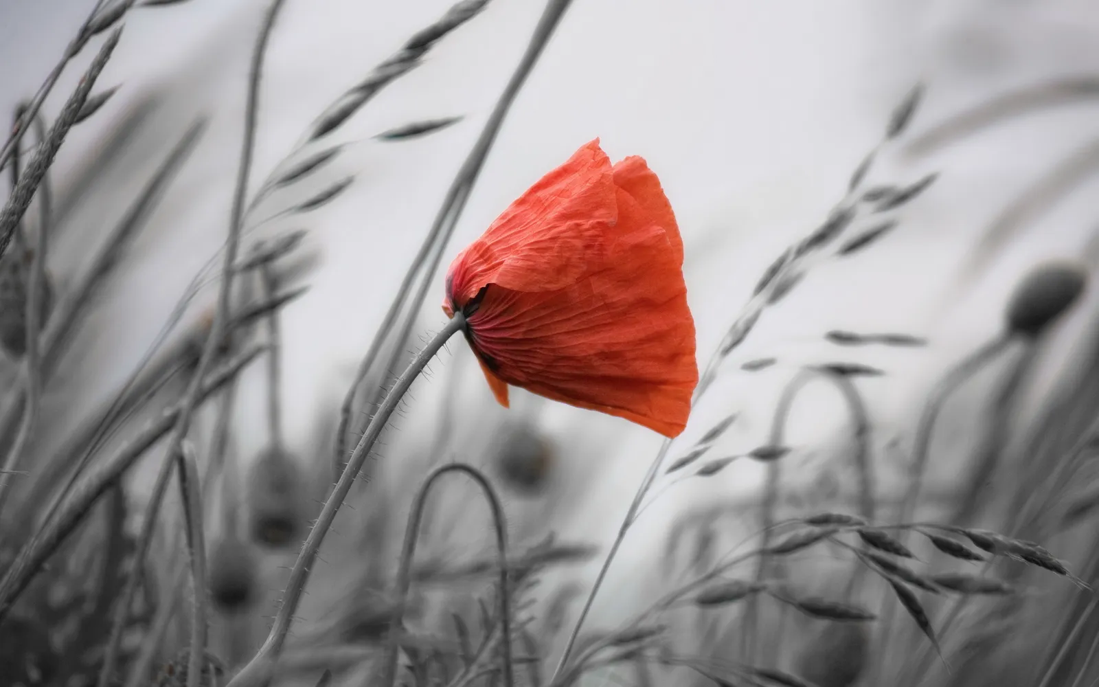 Een rode klaproos tussen het gras, de rest van de foto in zwart-wit